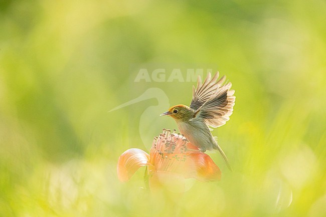 Rufous-capped Babbler (Cyanoderma ruficeps davidi) in Southeast-China. Perched on red tropical flower. stock-image by Agami/Marc Guyt,