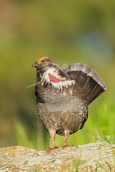 Adult male
Boulder Co., CO
June 2023 stock-image by Agami/Brian E Small,