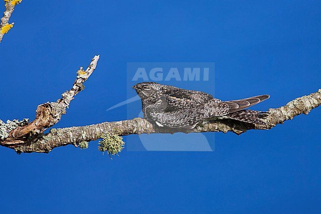 Amerikaanse Nachtzwaluw, Common Nighthawk stock-image by Agami/David Monticelli,