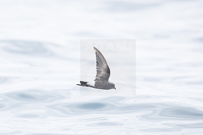  stock-image by Agami/Menno van Duijn,