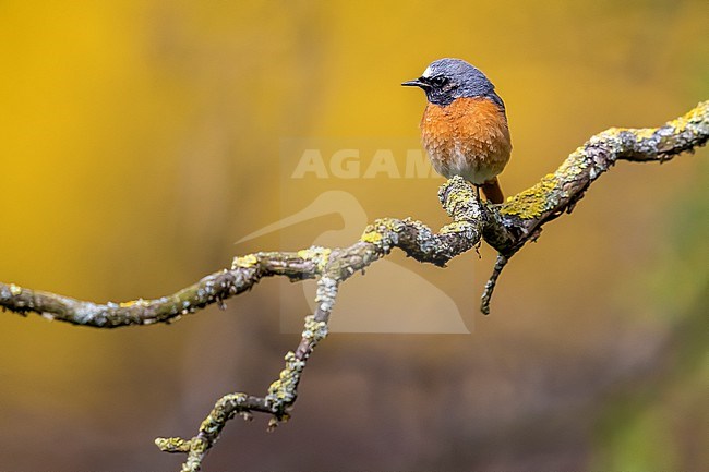First summer Common Redstart (Phoenicurus phoenicurus phoenicurus) in a branch in Josaphat park, Brussels, Vlaamse Brabant, Belgium. stock-image by Agami/Vincent Legrand,