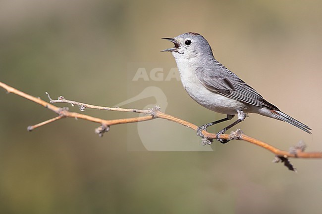 Lucy's Warbler (Leiothlypis luciae) in North-America. Singing male. stock-image by Agami/Dubi Shapiro,