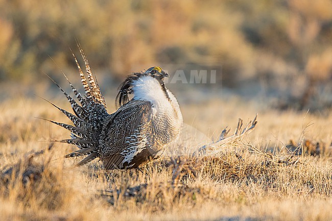 Adult male Gunnison Grouse, Centrocercus minimus
Gunnison Co., Colorado, USA. stock-image by Agami/Brian E Small,