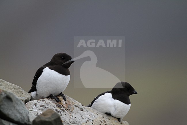 Kleine Alken zittend op rots; Little Auks perched on rock stock-image by Agami/Chris van Rijswijk,