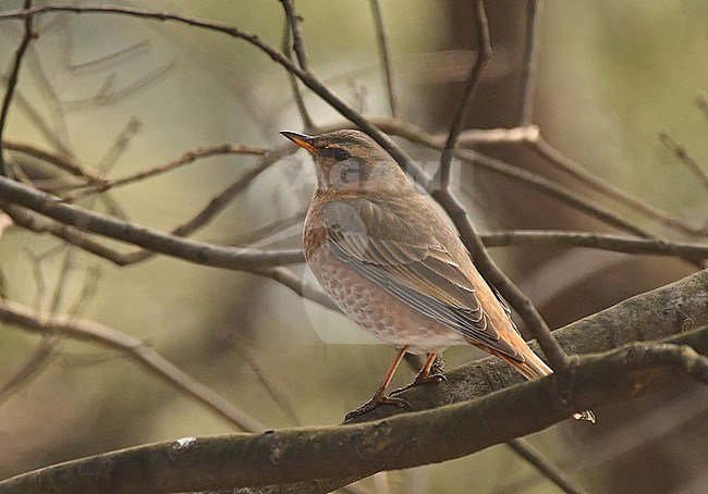 Turdus naumanni stock-image by Agami/Eduard Sangster,