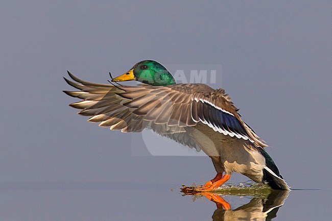 Wilde Eend, Mallard, Anas platyrhynchos stock-image by Agami/Daniele Occhiato,