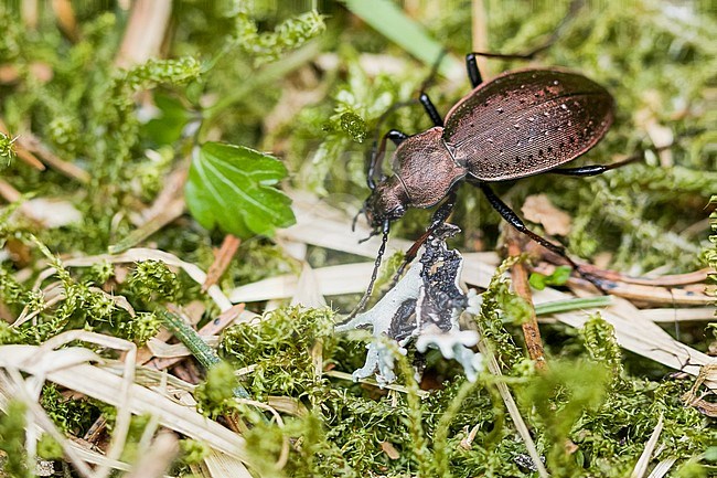 Carabus silvestris - Bergwald-Laufkäfer, Germany (baden-Württemberg), imago, female stock-image by Agami/Ralph Martin,