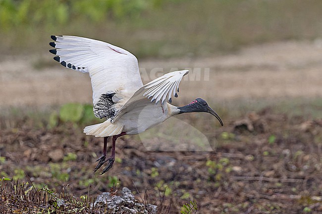 Australian White Ibis, Threskiornis molucca pygmaeus, on Rennell island in the Solomon Islands. stock-image by Agami/Pete Morris,