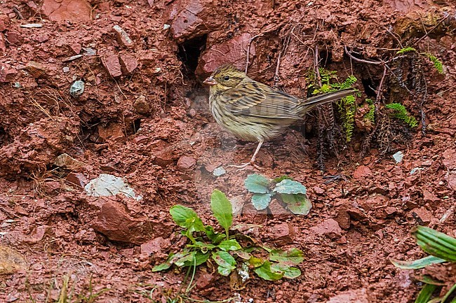 This bird was seen into hard rain/snow conditions. This is the 4th of his species to be found in Heligoland, Germany. stock-image by Agami/Vincent Legrand,
