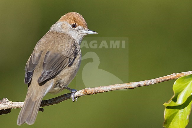 Eurasian Blackcap (Sylvia atricapilla), adult female perched on a twig stock-image by Agami/Saverio Gatto,