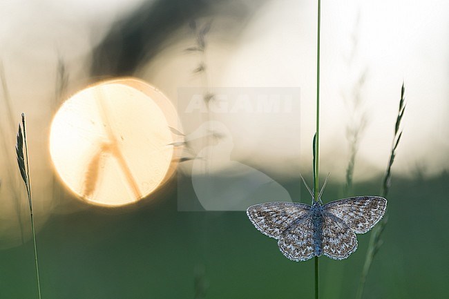 Lewes Wave (Scopula immorata) resting in grass in Russia (Baikal). Sunset in the background. stock-image by Agami/Ralph Martin,