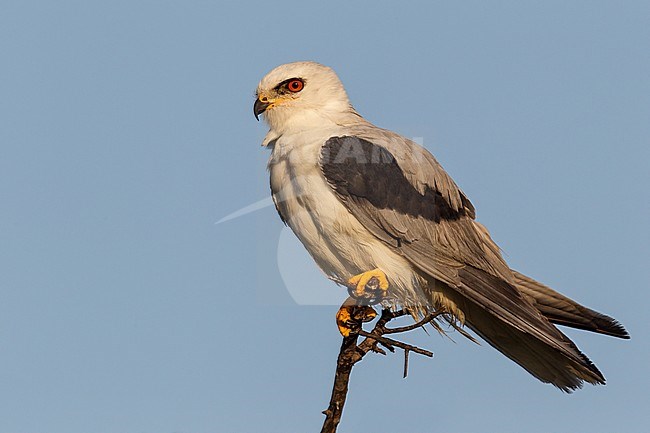 Adult
Galveston Co., TX
April 2013 stock-image by Agami/Brian E Small,