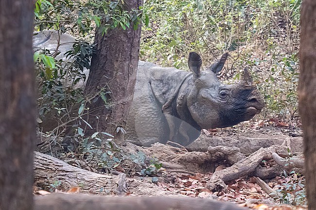 Indian Rhinoceros, Rhinoceros unicornis standing in the forest. Indian Rhinoceros or One-horned Rhinoceros. stock-image by Agami/Hans Germeraad,