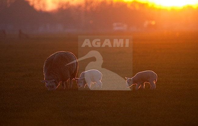 Schapen in de avondzon; Sheep in evening light, Texel. stock-image by Agami/Marc Guyt,