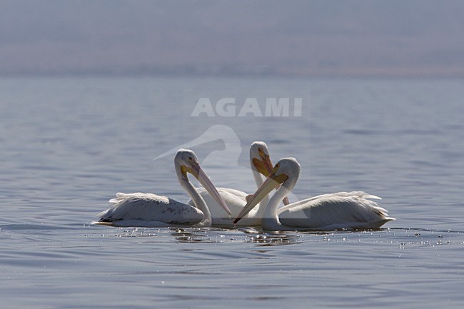 Witte Pelikanen zwemmend in de Salton Sea Californie USA, American White Pelicans swimming in Salton Sea California USA stock-image by Agami/Wil Leurs,