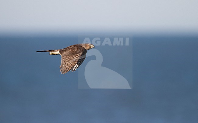 Juvenile Cooper's Hawk (Accipiter cooperii) in flight against the sea at migration at Cape May, New Jersey, USA stock-image by Agami/Helge Sorensen,