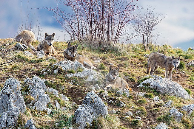 Italian Wolves, a herd of captive animals resting, Civitella Alfedena, Abruzzo, Italy stock-image by Agami/Saverio Gatto,
