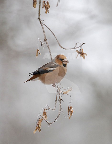  stock-image by Agami/Arie Ouwerkerk,