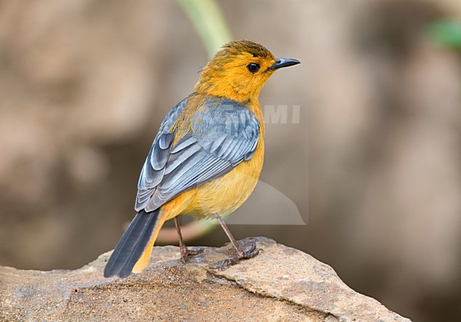 Roodkap-lawaaimaker, Red-capped Robin-chat, Cossypha natalensis stock-image by Agami/Marc Guyt,
