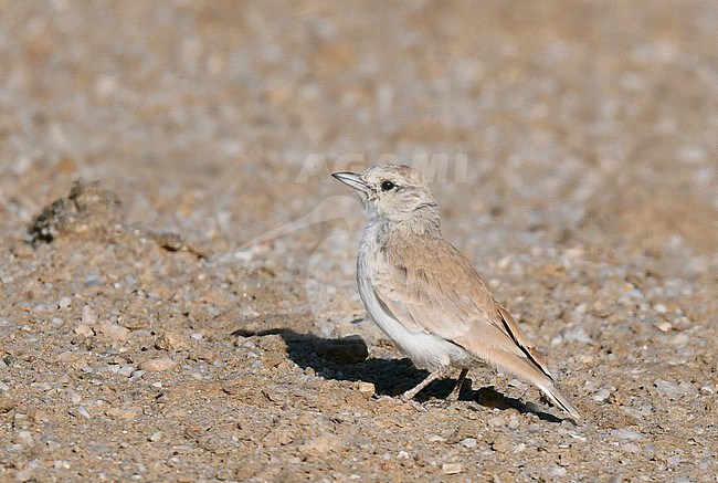 Gray's Lark (Ammomanopsis grayi) standing on desert floor in Namibia. stock-image by Agami/Laurens Steijn,