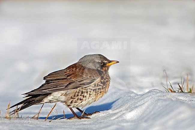 Kramsvogel in de sneeuw; Fieldfare in the snow stock-image by Agami/Rob Olivier,