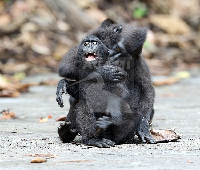 Celebes crested or Sulawesi crested macaque (Macaca nigra) young playing and crying on the road stock-image by Agami/James Eaton,