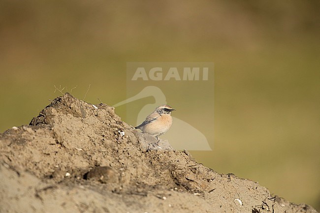 Woestijntapuit; Desert Wheatear; stock-image by Agami/Walter Soestbergen,