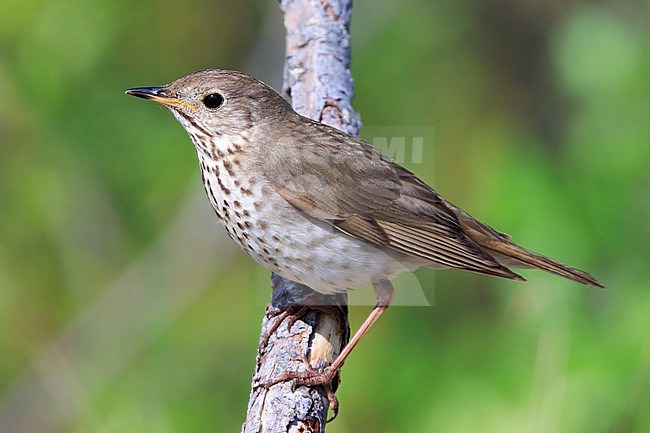Grey-cheeked Thrush (Catharus minimus) taken the 18/06/2022 at Seward - Alaska. stock-image by Agami/Nicolas Bastide,