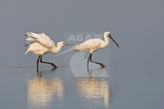 Lepelaar jong bedelend om voer Nederland, Eurasian Spoonbill young begging for food Netherlands stock-image by Agami/Wil Leurs,