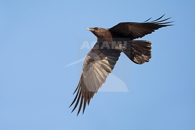 Bruinnekraaf in vlucht; Brown-necked Raven in flight stock-image by Agami/Daniele Occhiato,