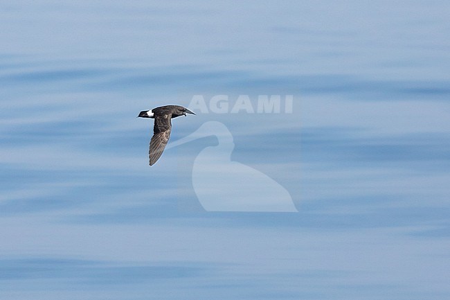 European Storm-Petrel (Hydrobates pelagicus), melitensis subspecies, flying, with the calm sea as background, in Southern France. stock-image by Agami/Sylvain Reyt,