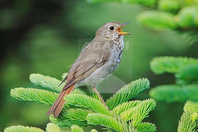 Hermit Thrush (Catharus guttatus) taken the 18/06/2022 at Seward - Alaska. stock-image by Agami/Nicolas Bastide,