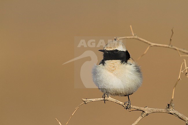 Desert Wheatear - Wüstensteinschmätzer - Oenanthe deserti ssp. homochroa, Morocco, adult male stock-image by Agami/Ralph Martin,