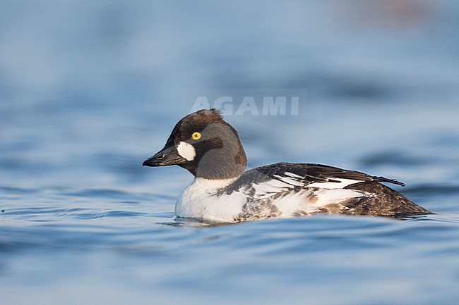 1st winter male Common Goldeneye (Bucephala clangula ssp. clangula) swimming in a lake in Germany. Perfect side view. stock-image by Agami/Ralph Martin,