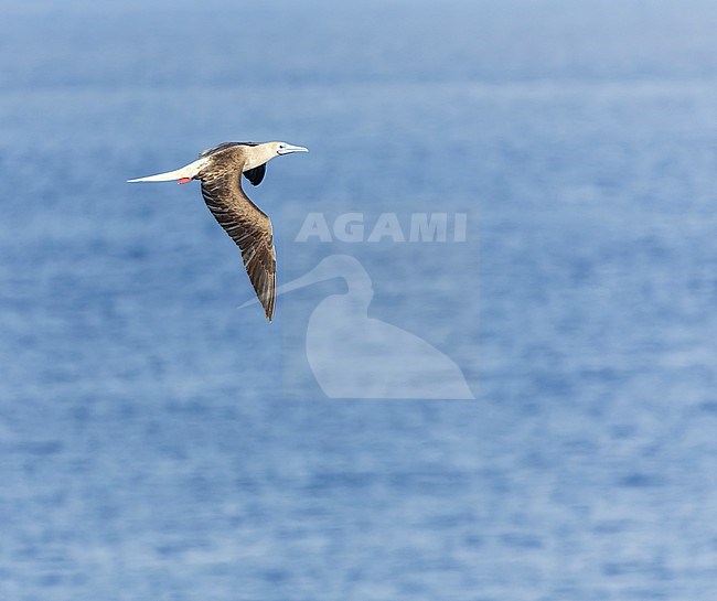 Red-footed booby (Sula sula rubripes) at sea in the Pacific Ocean, around the Solomon Islands. stock-image by Agami/Marc Guyt,