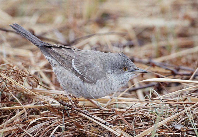 Sperwergrasmus foeragerend op de grond; Barred Warbler foraging on the ground stock-image by Agami/Markus Varesvuo,
