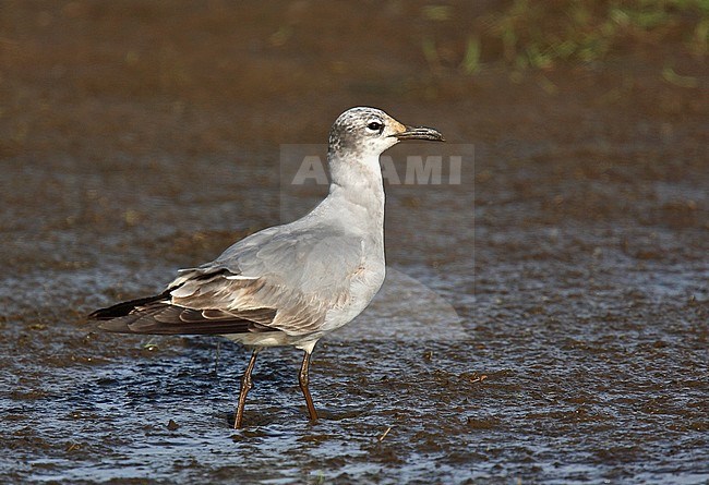 First-summer Laughing Gull (Larus atricilla) standing on mud flat in Devon in England. stock-image by Agami/Andy & Gill Swash ,