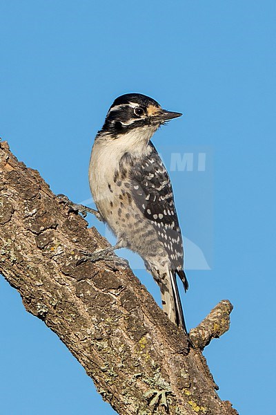 Adult female
Santa Barbara Co., CA
November 2022 stock-image by Agami/Brian E Small,