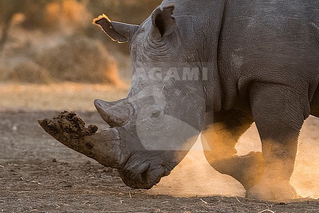 A white rhinoceros, Ceratotherium simum, walking in a cloud of dust at sunset. Kalahari, Botswana stock-image by Agami/Sergio Pitamitz,