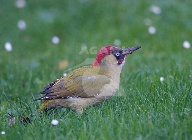 Groene Specht zittend op de grond en zoekt naar mieren in het gras in tuin; Green Woodpecker on the ground looking for ants in the grass in garden stock-image by Agami/Ran Schols,
