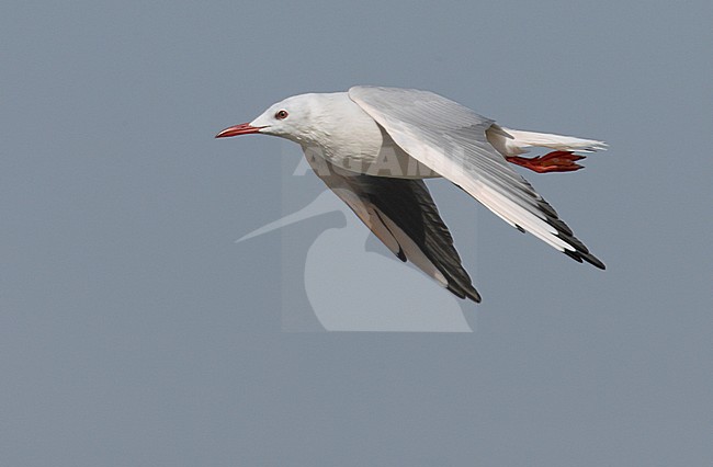 Dunbekmeeuw, Slender-billed Gull stock-image by Agami/Mike Danzenbaker,