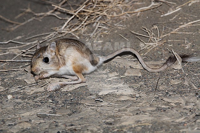 Northern three-toed jerboa (Dipus sagitta) active during the night in a Mongolian Desert stock-image by Agami/James Eaton,