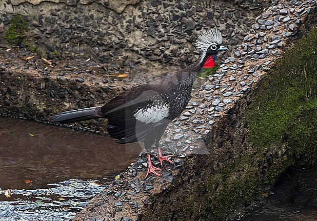Black-fronted Piping-guan, Pipile jacutinga, male standing near a river in northern Argentina - Endangered species stock-image by Agami/Andy & Gill Swash ,