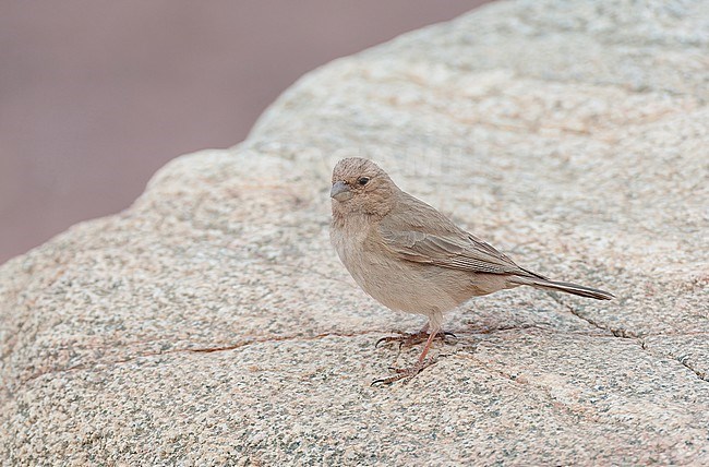 Female Sinai Rosefinch (Carpodacus synoicus) in Wadit at  Amram’s Pillars near Eilat, Israel. stock-image by Agami/Marc Guyt,