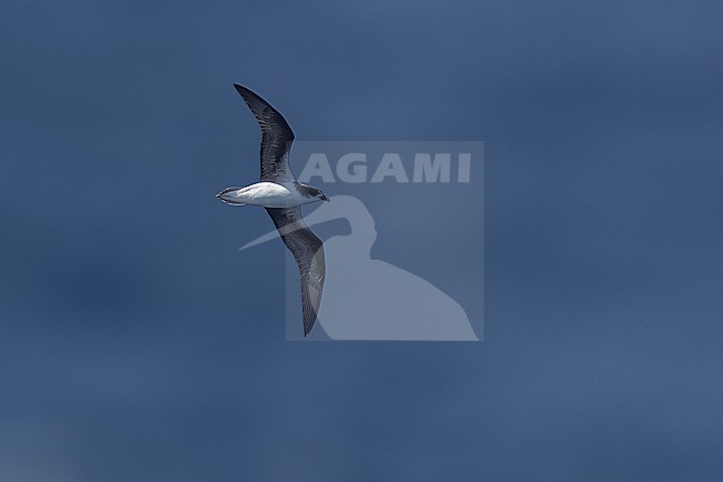 Fea's Petrel (Pterodroma feae) aka Cape Verde Petrel flying off Sao Vicente/Santa Antao channel, Cape Verde. stock-image by Agami/Vincent Legrand,