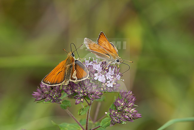 european skipper or black-winged brown club-winged grass moth (thymelicus lineola) perching on oregano (origanum vulgare), found in Steigerwald in Bavaria, Germany stock-image by Agami/Mathias Putze,