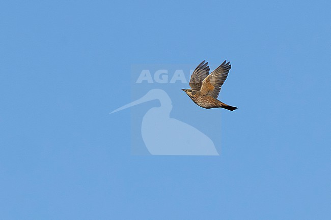 Adult male Naumann's Thrush (Turdus naumanni) in flight, found near Ulaanbaatar in Mongolia stock-image by Agami/Mathias Putze,