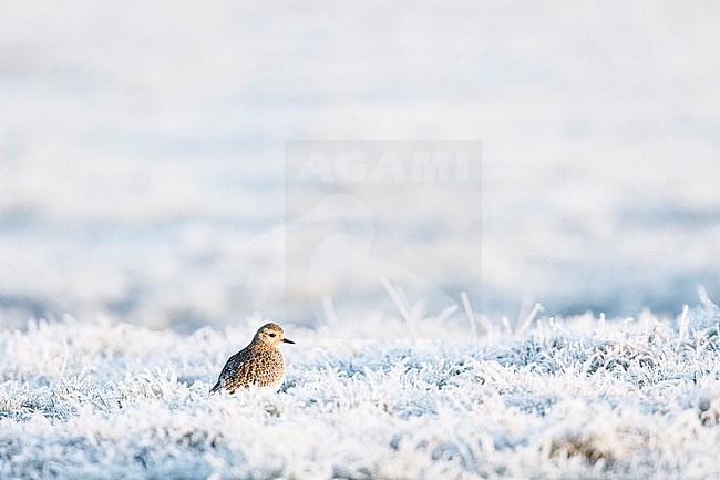 European Golden Plover in the snow stock-image by Agami/Menno van Duijn,