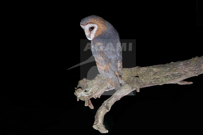 Barn Owl adult perched on a branch; Kerkuil volwassen zittend op een tak stock-image by Agami/Chris van Rijswijk,