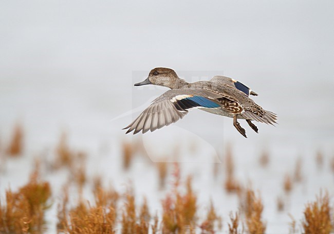 Jong mannetje Wintertaling vliegend boven kwelder;firstwinter male Common Teal flying above salt marsh stock-image by Agami/Ran Schols,